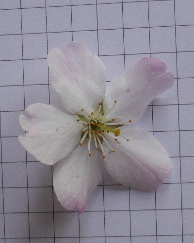 44 Blüte