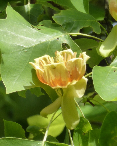Blüte