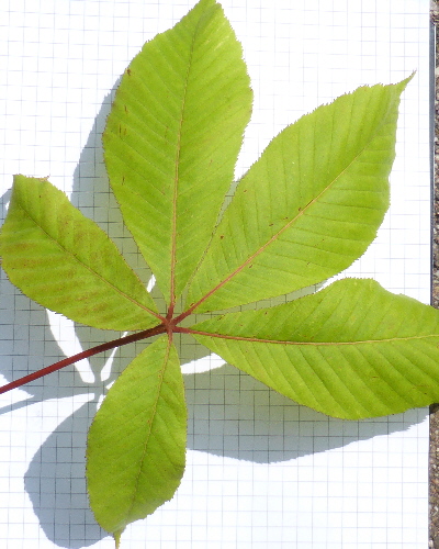 51 Blatt oben