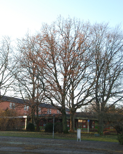 19 Winter
