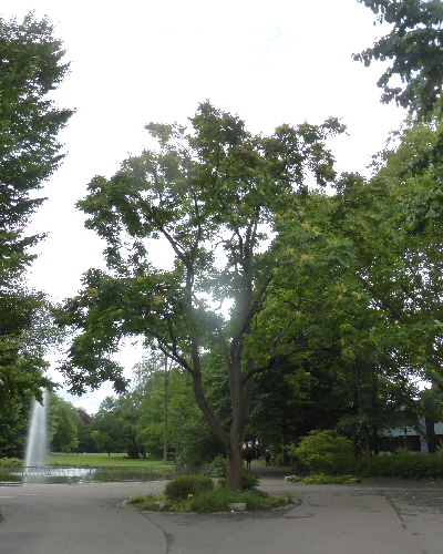 15 Sommer