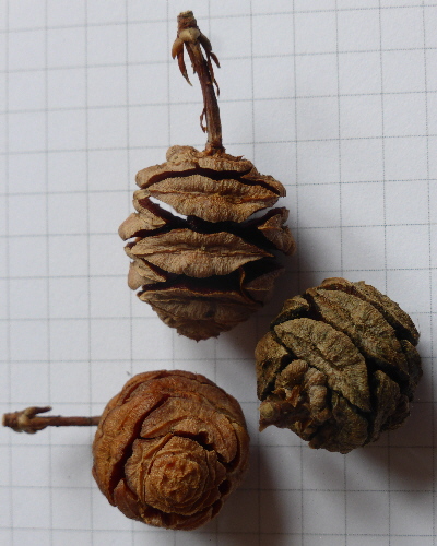 85 Frucht
