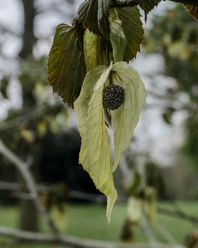 57 Blüte