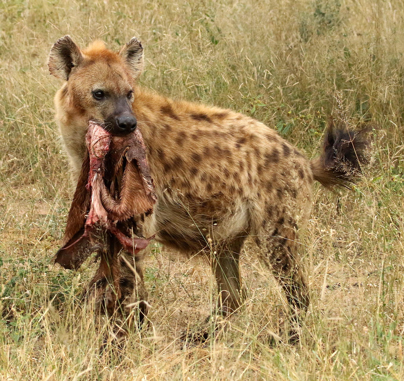 Nature General: "Hyena Carries Hide" by Charles Stricker