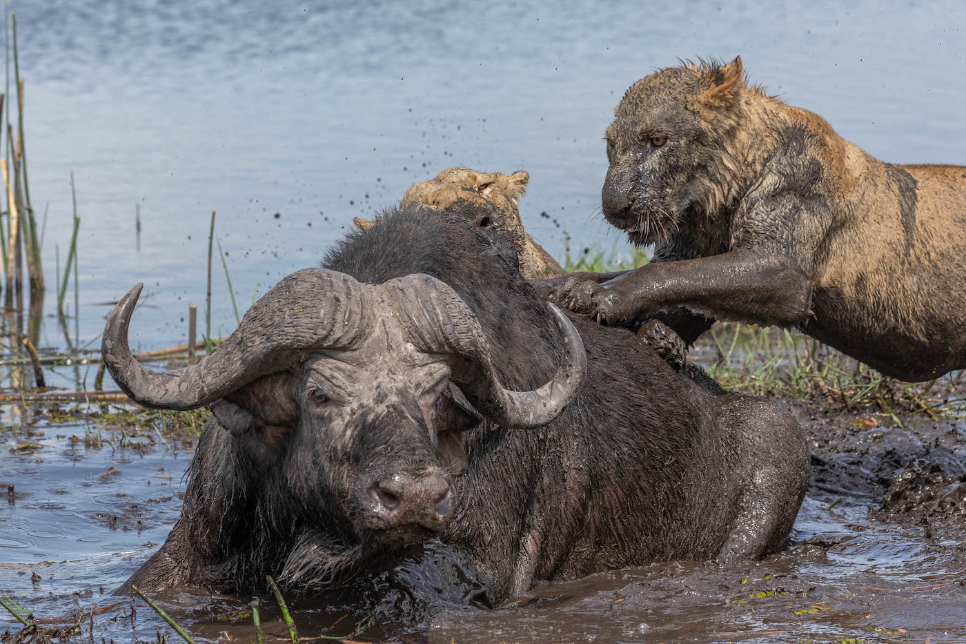 Nature Wildlife: "Buffalo vs Lions" by Gail Stewart