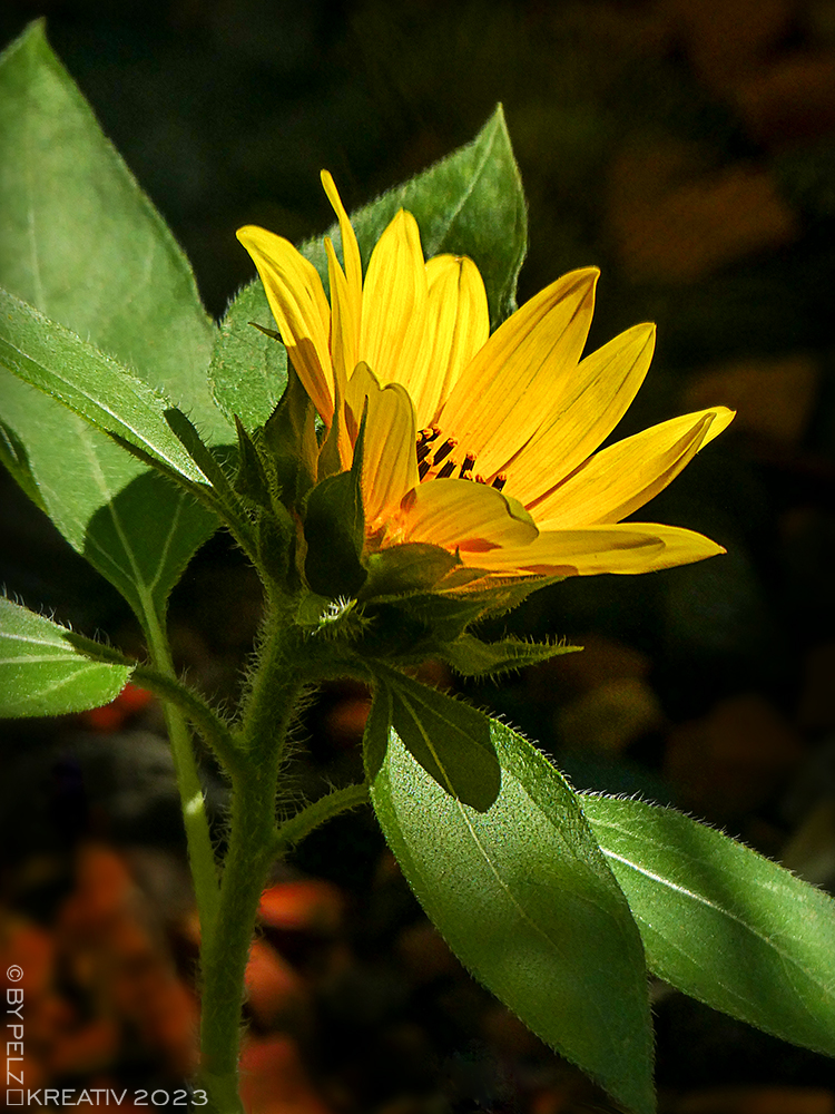 Exponattitel: Sonnenblumenzeit 2/4 - Exponatgröße: 15 x 20 cm - Art: fineART - © by Pelz Kreativ 2023 
