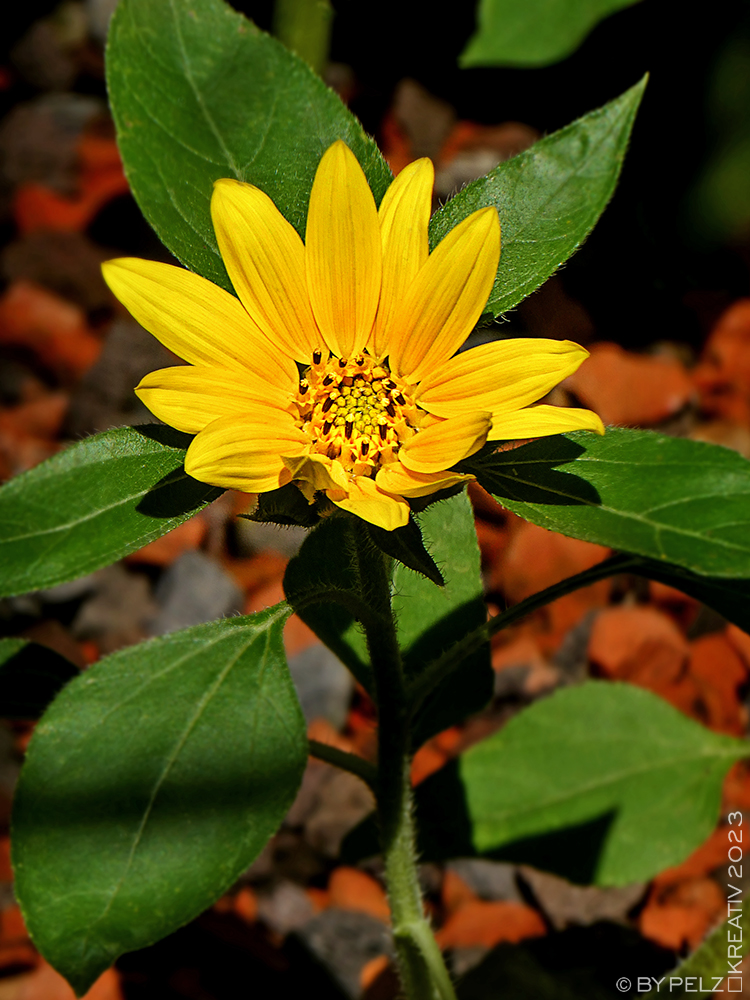 Exponattitel: Sonnenblumenzeit 1/4 - Exponatgröße: 15 x 20 cm - Art: fineART - © by Pelz Kreativ 2023 