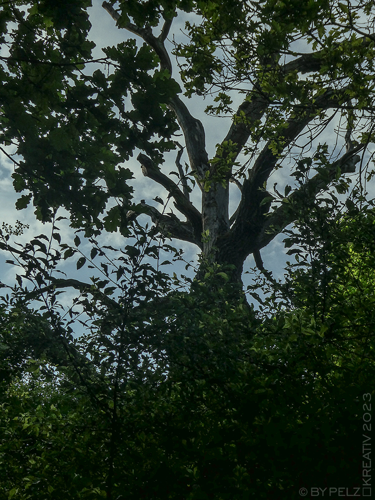 Exponattitel: Von alten Bäumen und einer vergessenen Gruft im Park - 6/14 (Im zartem Morgenlicht) - Exponatgröße: 15 x 20 cm - Art: fineART - © by Pelz Kreativ 2023