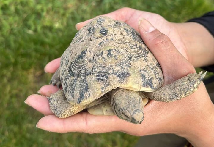 Schildkröte gefunden