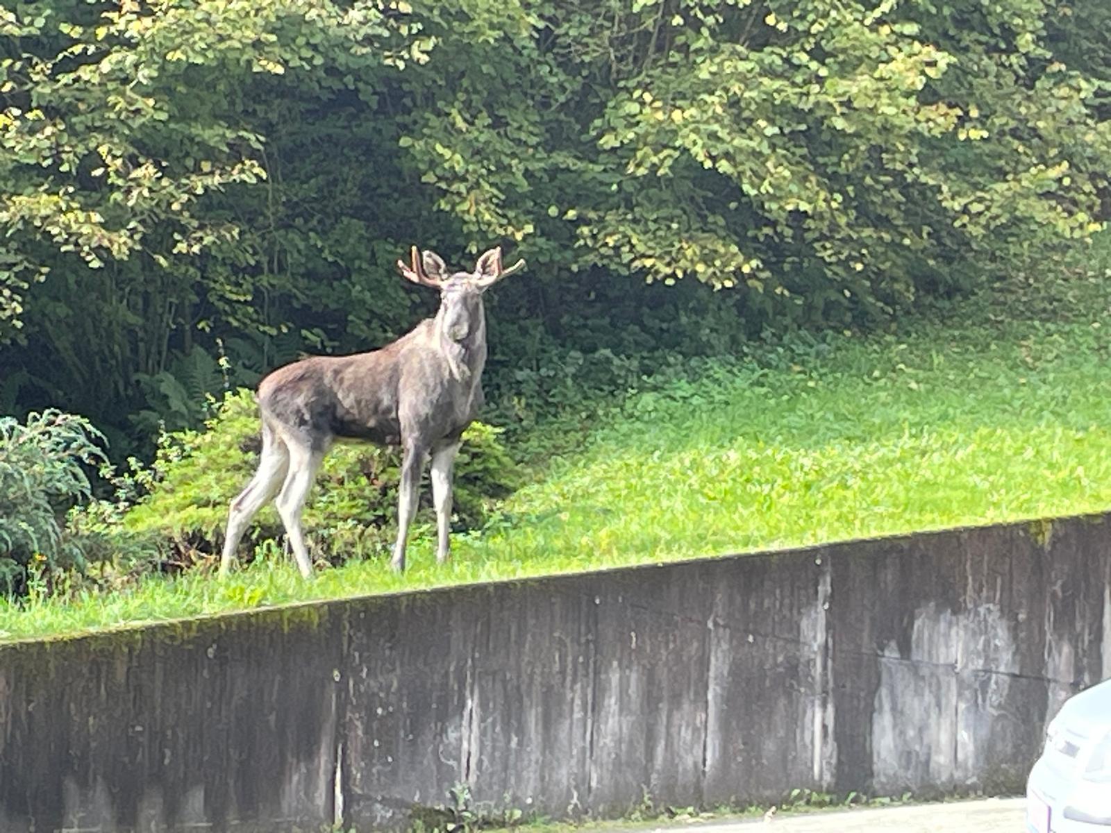 Endlich - Schwarzwaldelch gesichtet