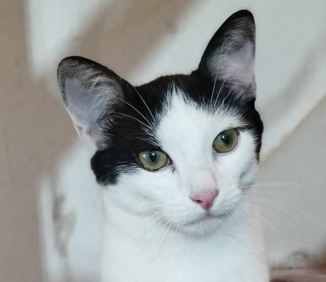 Kater Janosch wird schmerzlich vermisst