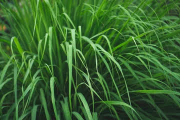 レモングラスの精油