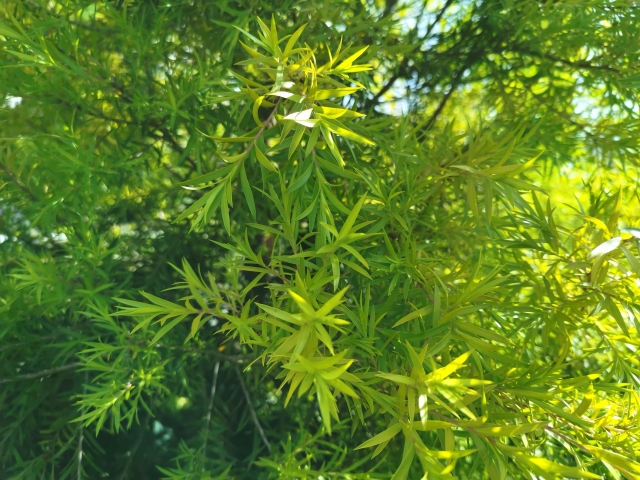 ティーツリーの精油