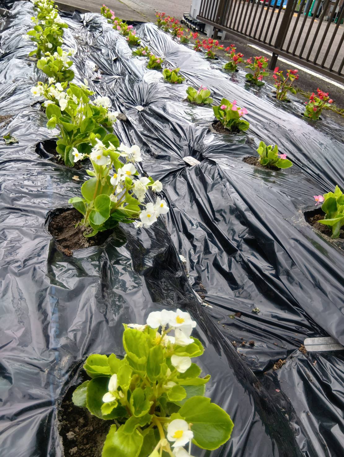 【環境デイ】花植え