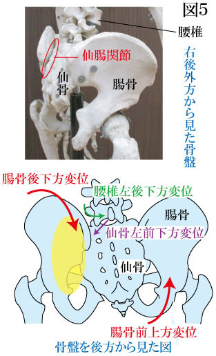 骨盤と仙腸関節