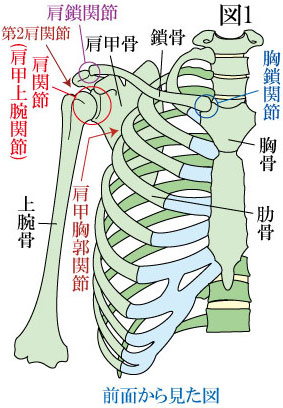 肩関節複合体