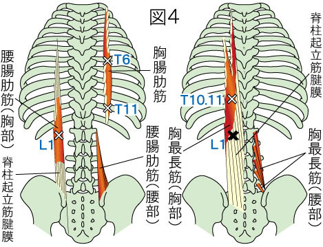 胸最長筋・胸腸肋筋・腰腸肋筋の走行図