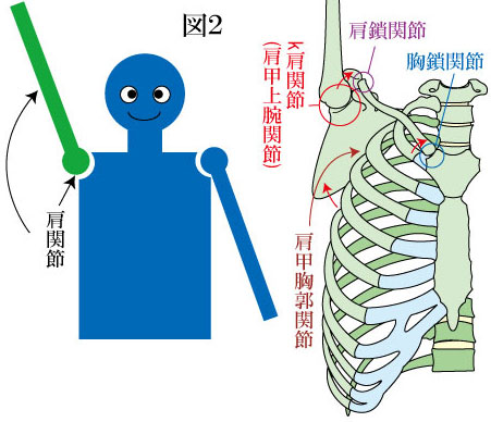 肩関節複合体の動き