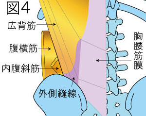 胸腰筋膜　腹横筋　内腹斜筋