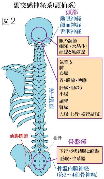 自律神経系 副交感神経(頭仙系)