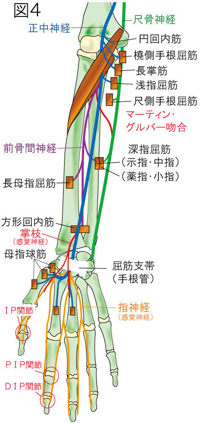 円回内筋症候群と前骨間神経麻痺 やまだカイロプラクティック 鍼灸院ホーム ページ 円回内筋症候群と前骨間神経麻痺 やまだカイロプラクティック 鍼灸院ホーム ページ