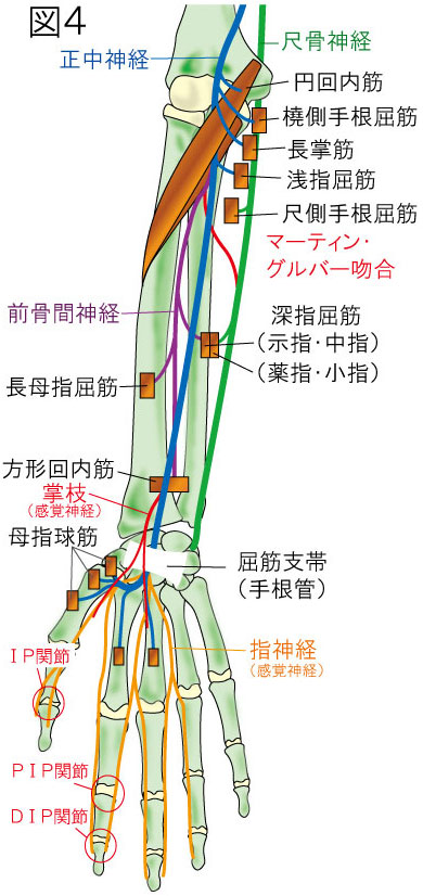 正中神経　支配筋群と知覚神経