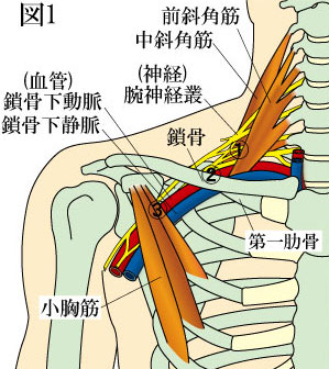 胸郭出口症候群 やまだカイロプラクティック 鍼灸院ホーム ページ