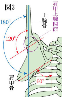 肩甲上腕リズム