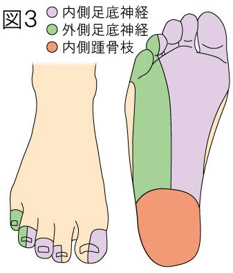 脛骨神経の足底知覚支配領域