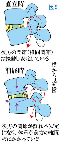 腰椎の前屈