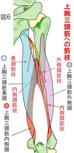 上腕三頭筋への筋枝