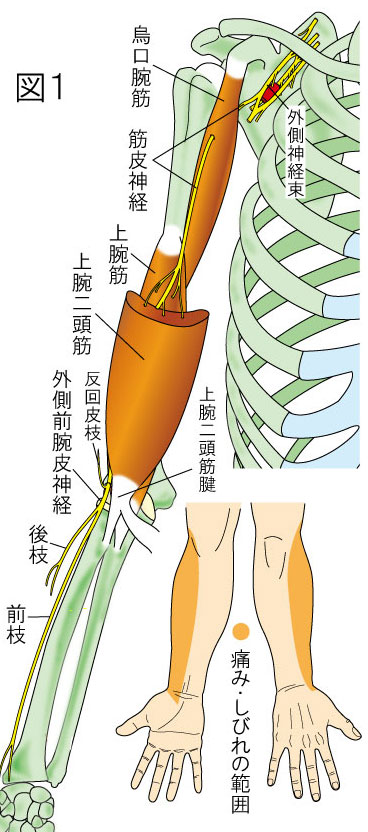 筋皮神経・外側上腕日神経・烏口腕筋