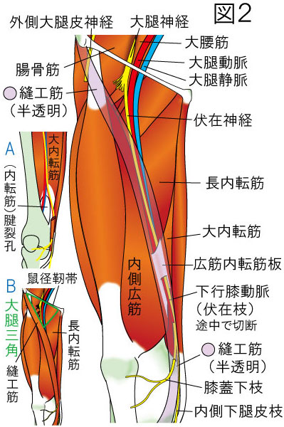 内転筋管（ハンター管）・大腿三角