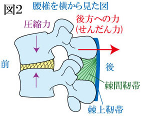 腰椎後方すべりとせんだん力