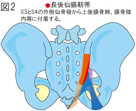 長後仙腸靭帯　仙結節靭帯