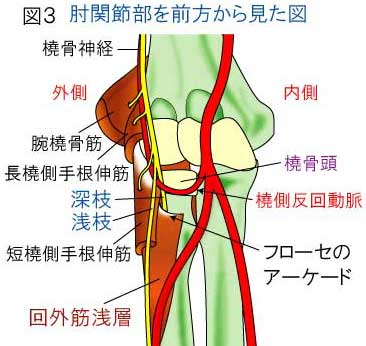 回外筋　フローセのアーケード