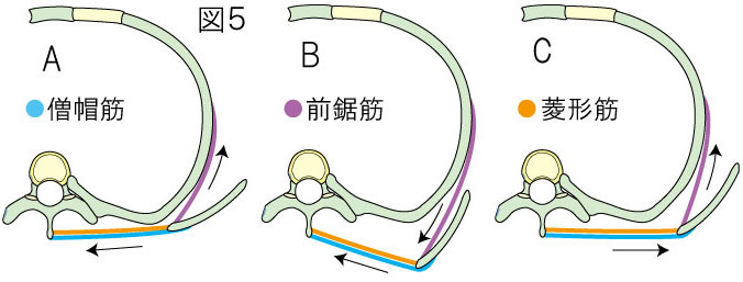 翼状肩甲　僧帽筋　前鋸筋　菱形筋