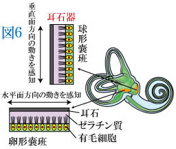 卵形嚢・球形嚢・耳石