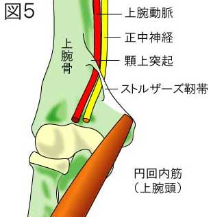 ストルザース靭帯