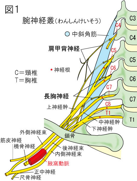 肩甲背神経と長胸神経　（中斜角筋症候群）