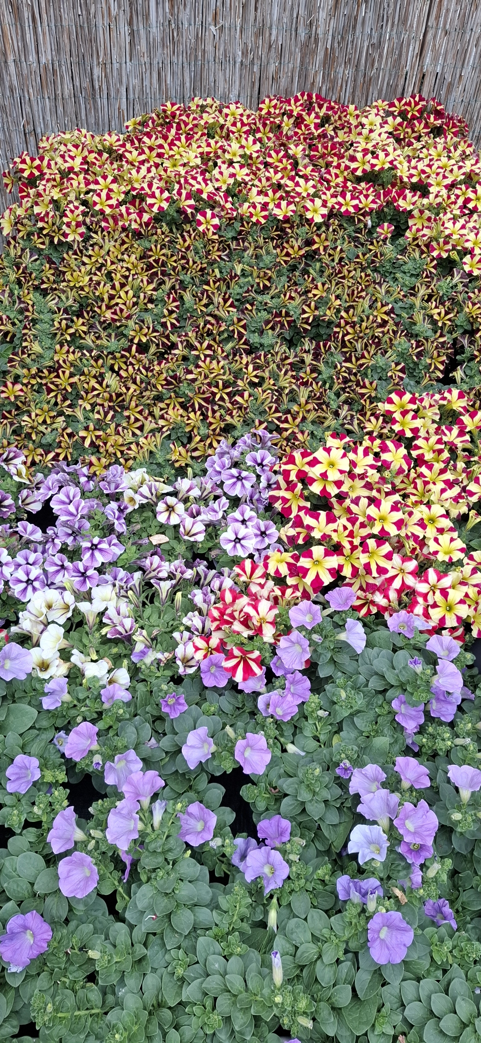 Sommerblumenvielfalt