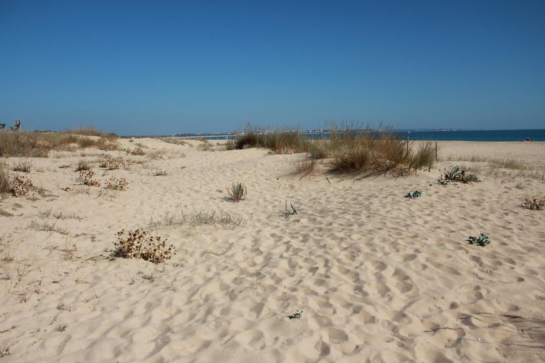 Meia Praia Strand