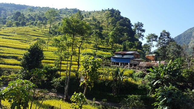 Rizières 