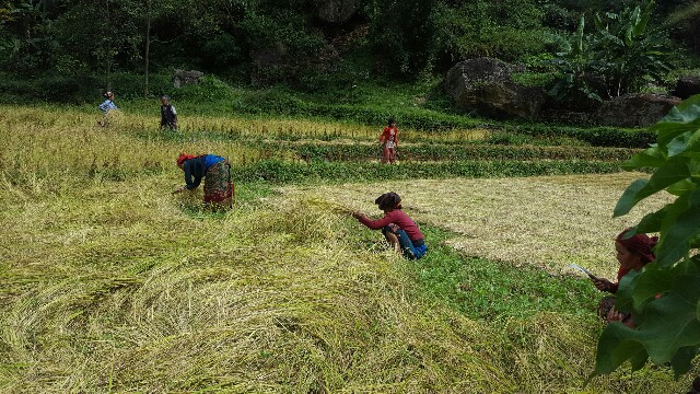 Moisson du riz