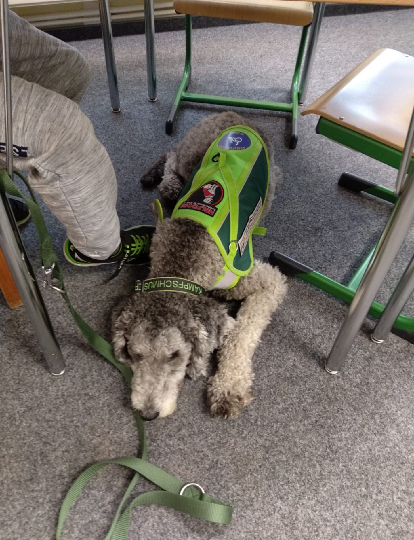 Therapiehund in der Schule 