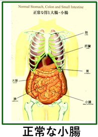 正常な小腸