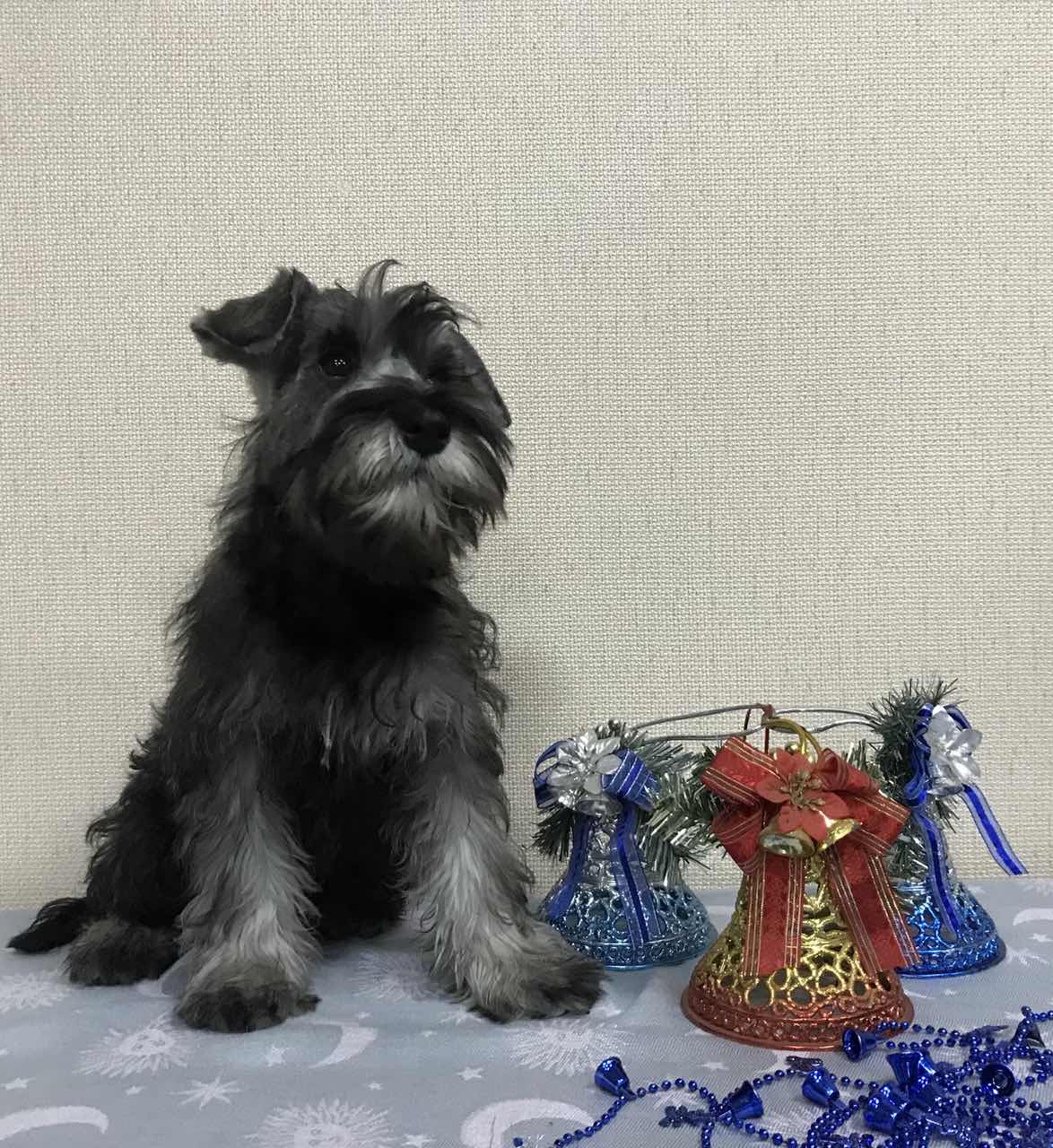 Цвергшнауцер Купить В Спб В Питомнике