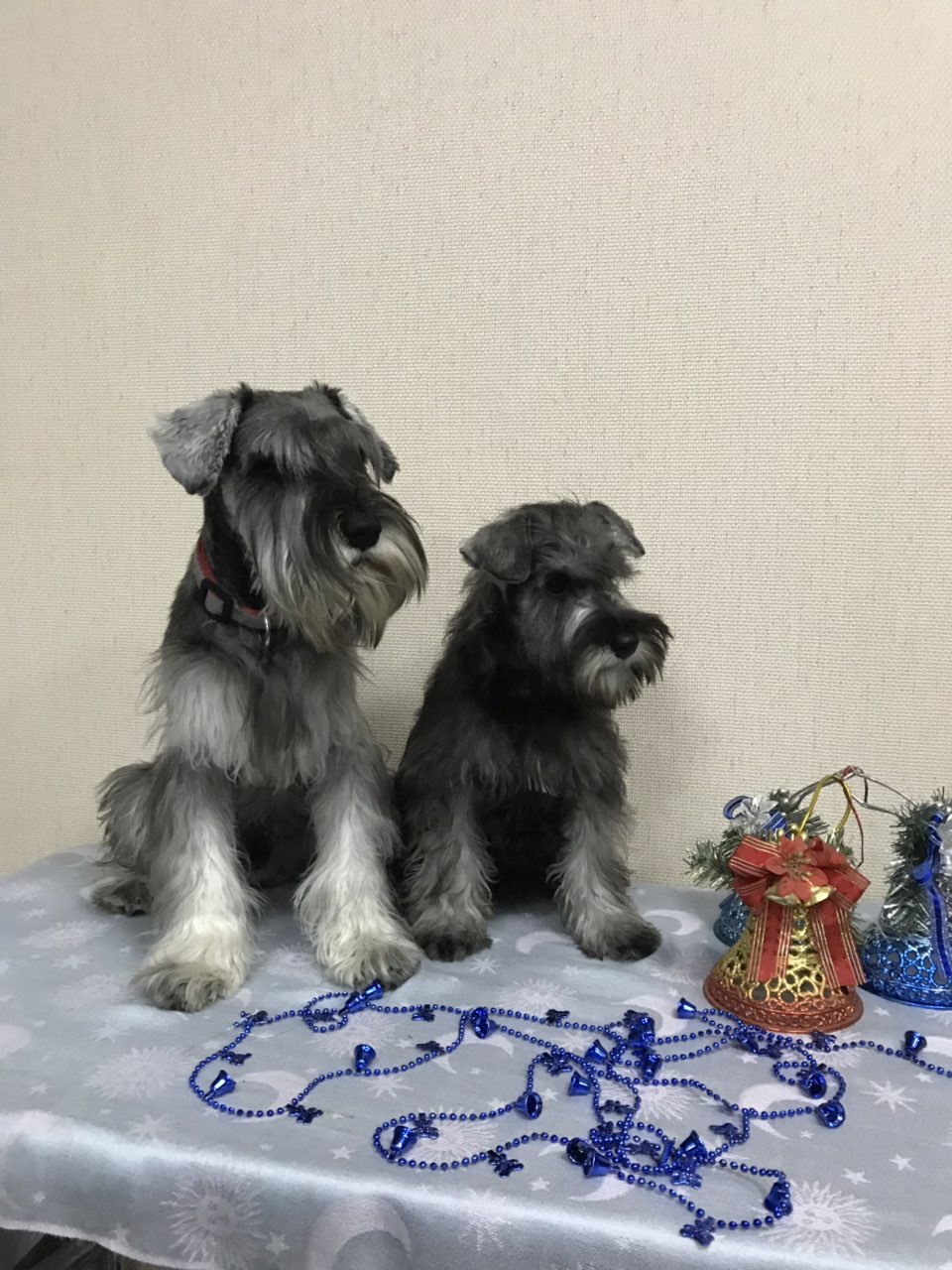 Цвергшнауцер Купить В Спб В Питомнике