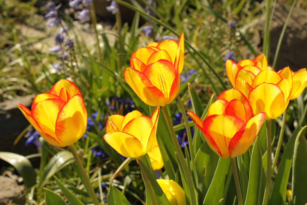 © Korfmacher Gärten Tulpenzeit