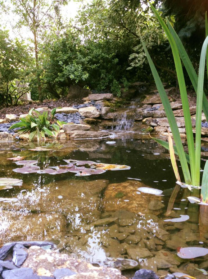 Pond with gentle waterfall